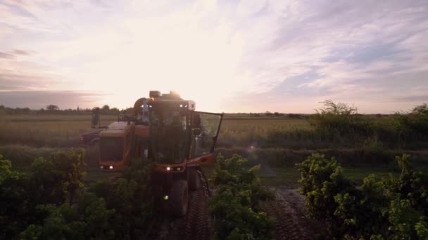 Aérea Camión Agrícola Especial Utilizado Para Sacar Uvas Los Campos — Vídeo de stock