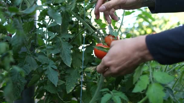 Picking Tomatoes Garden — Stock Video