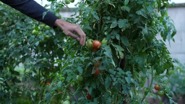 Mann Pflückt Tomaten Garten — Stockvideo