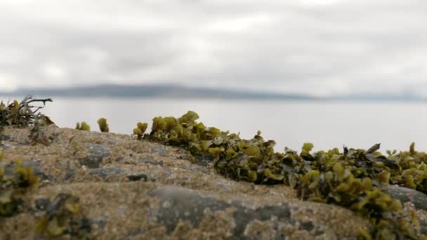 Una Panoramica Rocce Ricoperte Barnacle Alghe Primo Piano Sullo Sfondo — Video Stock