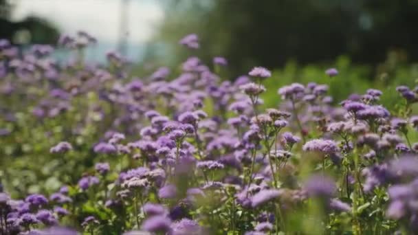 Verbazingwekkende Gimbal Shot Van Paarse Bloemen Met Insecten Bijen Vliegen — Stockvideo
