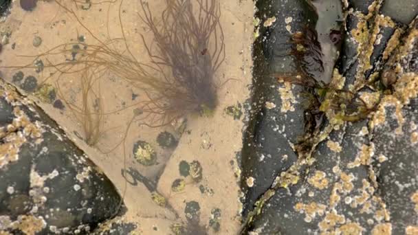 Lento Paneo Sobre Aguas Tranquilas Una Piscina Roca Con Percebes — Vídeo de stock