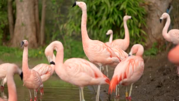 Flamingos Chilenos Rosa Brilhante Phoenicopterus Chilensis Olhar Redor Alongando Preendendo — Vídeo de Stock