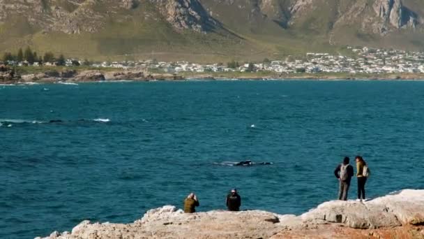 Ohromující Pozorování Velryb Hermanus Cape Whale Coast Poutníci Dostat Zblízka — Stock video