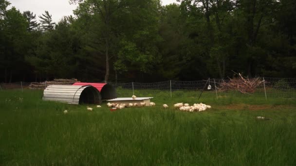 Timelapse Des Poulets Nourrissant Ferme Dans Champ Plein Air Cage — Video