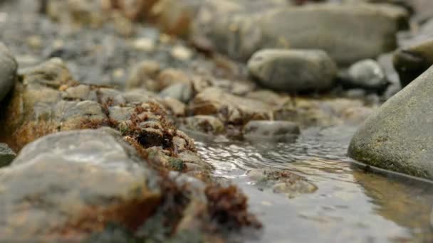 Een Langzame Druppel Zoetwater Stroomt Een Rotsbassin Bij Zee Tussen — Stockvideo