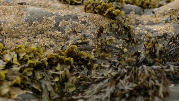 Slow Rising Shot Seaweed Foreground Reveal Ocean Scotland Background — Stock Video