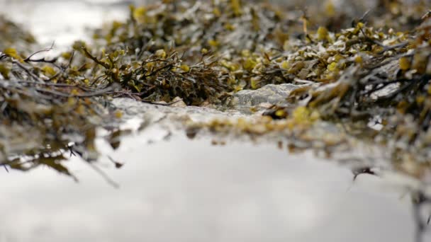 転がる潮流は スコットランドの海岸の前景の海草で覆われた岩プールに向かってゆっくりと移動します — ストック動画