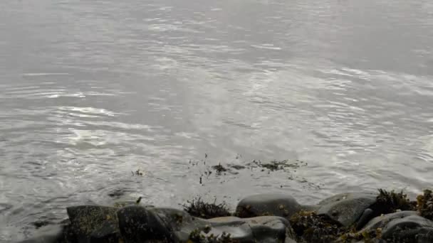 穏やかな波と波紋で岩の多い海岸に向かって周回する油性の黒 反射性の海の表面から光が踊ります スコットランドのアルダムラちゃん — ストック動画