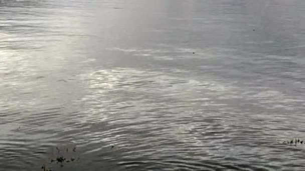 Light Reflects Lazy Surface Oily Black Reflective Ocean Gentle Waves — Stock Video