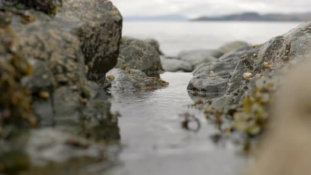 ゆっくりとした淡水の流れが 岩礁と海草の間を流れていきます スコットランドのアルダムラちゃん — ストック動画