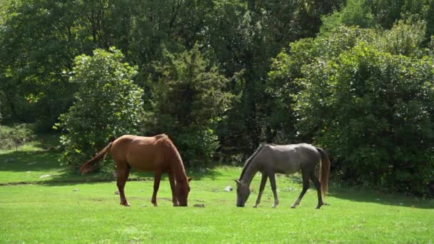 Zwei Freilaufende Pferde Grasen Auf Einer Grünen Wiese Bergwald — Stockvideo