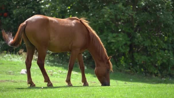 Cavalo Livre Pastando Grama Fresca Prado Verde Com Floresta Fundo — Vídeo de Stock