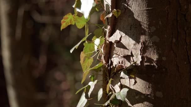 Detailaufnahme Eines Baumstammes Einem Wald Der Schweiz — Stockvideo