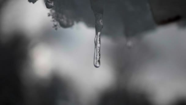 Sviçre Kışın Buz Saçağı Damlatıyor Yavaş Çekim Videosu — Stok video