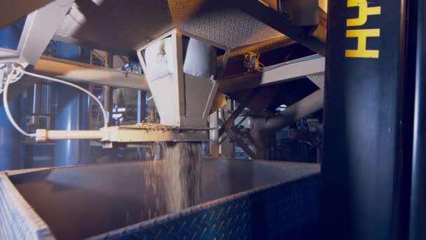 焙煎されずに収穫されたコーヒー豆を加工工場のセパレーターに注ぎ込む — ストック動画