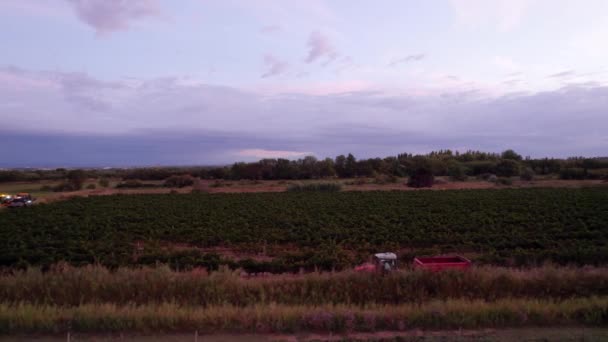 南フランスで収穫するためにブドウ畑を走るトラクター — ストック動画