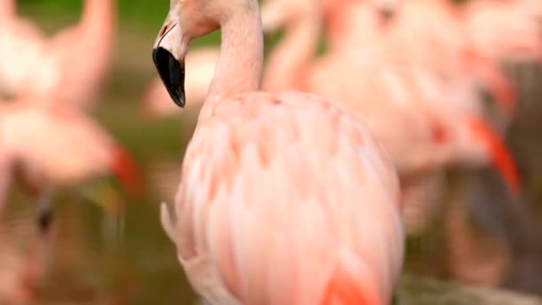 Närbild Sidan Ljusrosa Chilensk Flamingo Phoenicopterus Chilensis När Den Förbereder — Stockvideo