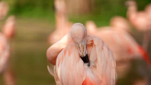 Крупный План Ярко Розового Чилийского Фламинго Phoenicopterus Chilensis Гордящегося Своими — стоковое видео