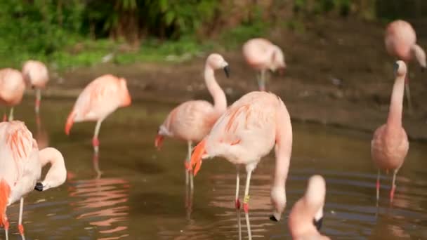 一群亮粉色智利火烈鸟 Phoenicopterus Chilensis 并在湖中装饰它们的羽毛 爱丁堡动物园 苏格兰 — 图库视频影像