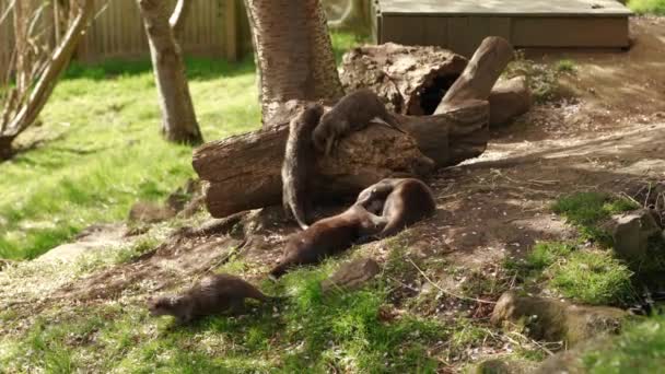 Een Kleine Familie Van Aziatische Kleine Otters Aonyx Cinerea Spelen — Stockvideo