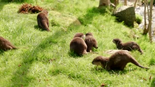 Een Familie Van Aziatische Kleine Otters Aonyx Cinerea Lopen Weg — Stockvideo