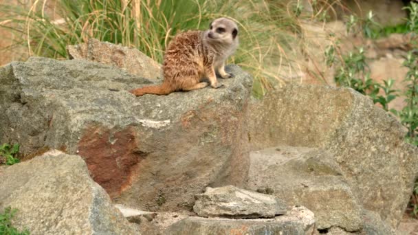 Meerkat Suricata Suricatta Sedí Skále Pozoruje Nebezpečí Edinburgh Zoo Skotsko — Stock video