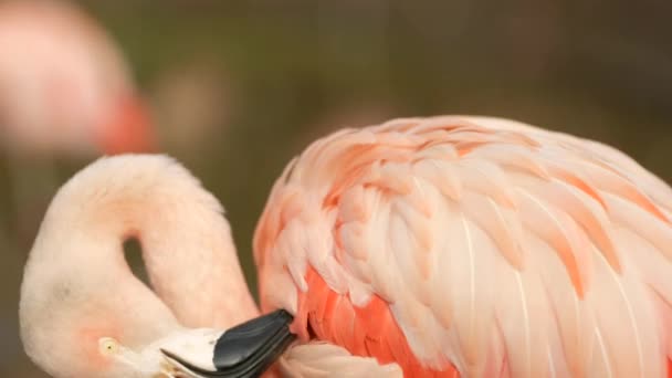 Close Shot Flamingo Chileno Rosa Brilhante Phoenicopterus Chilensis Surpreendendo Esfregando — Vídeo de Stock