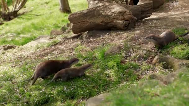 Pequeno Grupo Familiar Lontras Asiáticas Pequenas Garras Aonyx Cinerea Cautelosamente — Vídeo de Stock