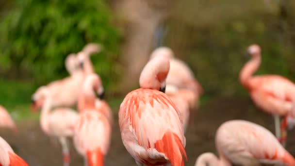 Ein Leuchtend Rosafarbener Chilenischer Flamingo Phoenicopterus Chilensis Bereitet Sich Vor — Stockvideo