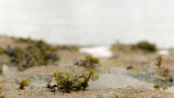 スコットランドの障害物や海藻を持つ岩のプールでまだ水の上に海を眺めるゆっくりとしたレースの焦点ショット — ストック動画