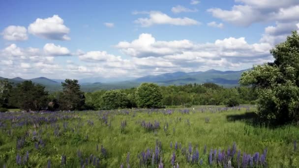 Hermoso Campo Lupine Con Montañas Onduladas 30Fps Drone — Vídeos de Stock