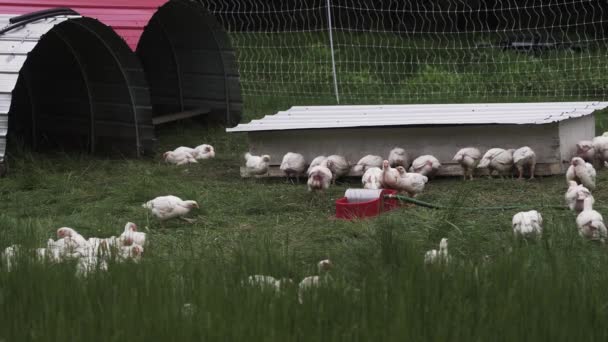 Vrije Uitloop Kippen Voeden Zich Met Gras Het Veld Boerderij — Stockvideo