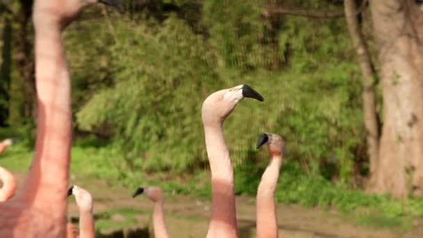 Een Groep Felroze Chileense Flamingo Phoenicopterus Chilensis Kijkt Snel Van — Stockvideo