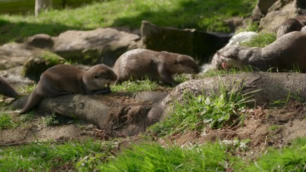 Tiro Perto Grupo Familiar Lontras Asiáticas Pequenas Garras Aonyx Cinerea — Vídeo de Stock