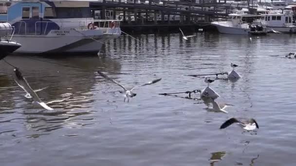 Seagulls Flying Slow Motion Harbor Chihuahua Dog Bark Some Them — Stock Video