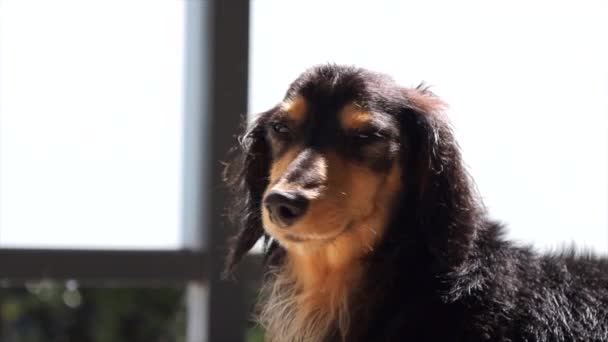 Sosis Anjing Duduk Luar Balkon Latar Belakang Tengah Shot — Stok Video