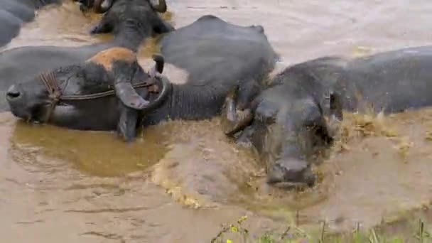 Buffalo Acqua Domestica Nell Acqua Fangosa Chiudere — Video Stock