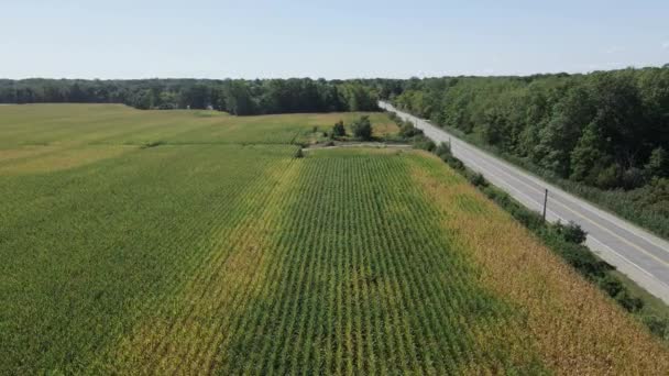Drohnenschüsse Fliegen Über Ackerland Und Felder Kanada Erntereife Ernte — Stockvideo