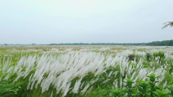 Automne Kash Fleurit Dans Vastes Zones Kashflowers Peut Être Fleurir — Video