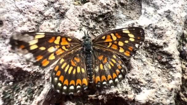 Färgglada Monarch Butterfly Rock Närbild Skott Vackra Levande Levande Insekt — Stockvideo
