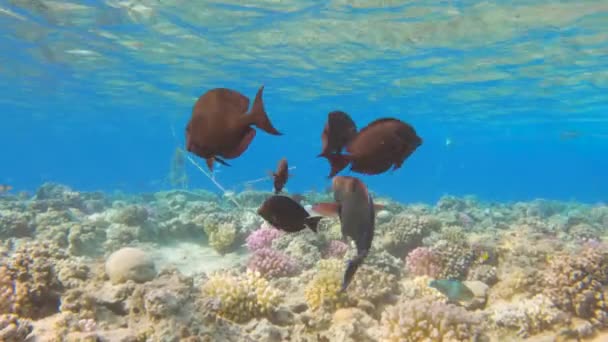 Peces Tropicales Negros Acanthurus Gahhm Nadan Sobre Arrecife Coral Mar — Vídeo de stock