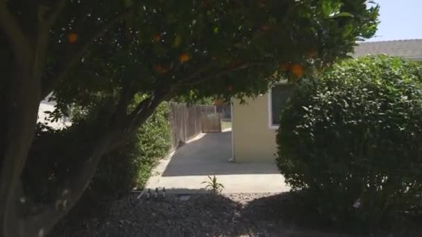 Kalkboom Gelegen Tuin Van Een Huis Koop — Stockvideo