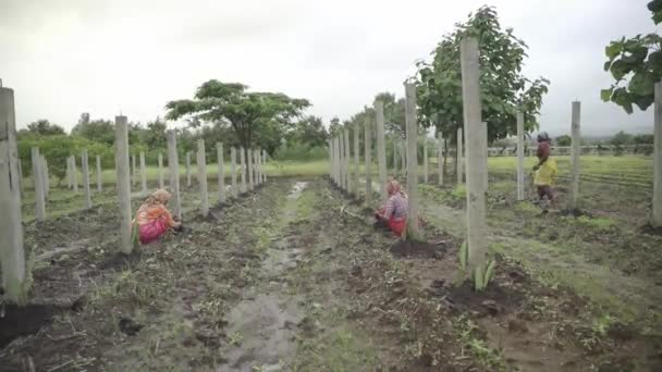 Agricultores Indianos Cavando Solo Para Cultivar Mudas Frutos Dragão Terras — Vídeo de Stock