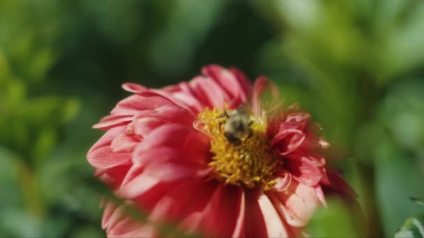 Abelha Coletando Pólen Voando Fora Dahlia Flower Câmera Lenta 30P — Vídeo de Stock