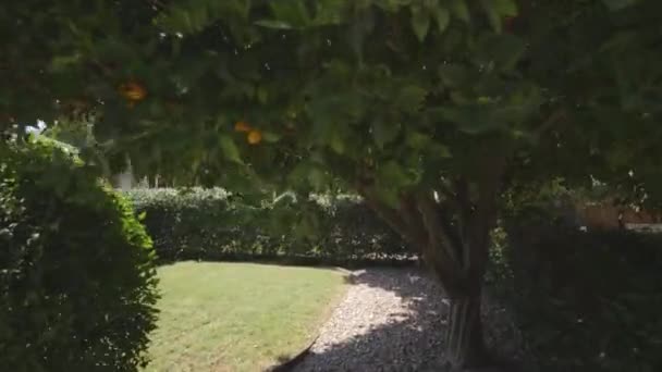 Naranjo Jardín Una Casa Patio Trasero Césped — Vídeos de Stock