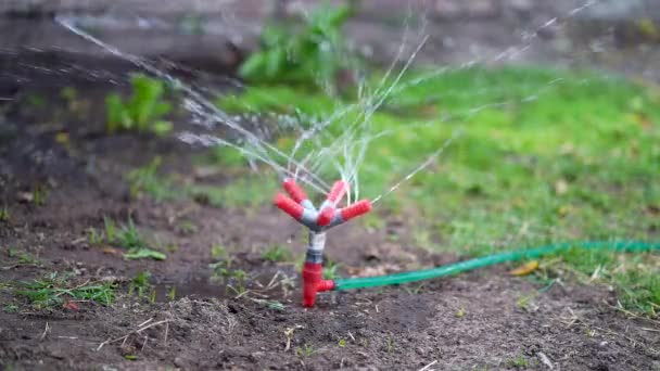 Slow Motion Close View Sprinkler Watering Vegetable Patch Family Garden — Stock Video