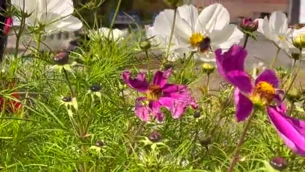 Pan Shot Einer Biene Sammelt Pollen Von Den Weißen Blüten — Stockvideo