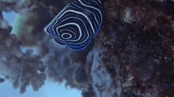Beautiful Juvenile Emperor Angelfish Eating Reef — Stock Video