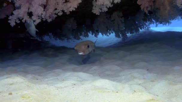 Kirpi Balığı Kumu Kırmak Için Deniz Kabuğu Topluyor — Stok video